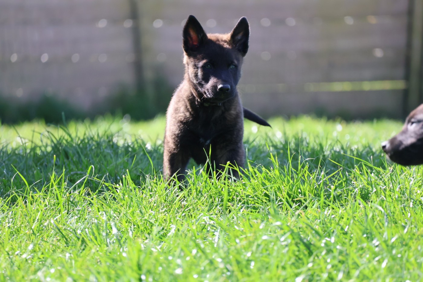 Du Domaine De Phoebapooros - Chiots disponibles - Berger hollandais