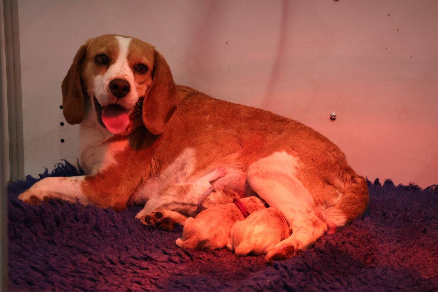 Chiot Beagle Du Domaine De Phoebapooros