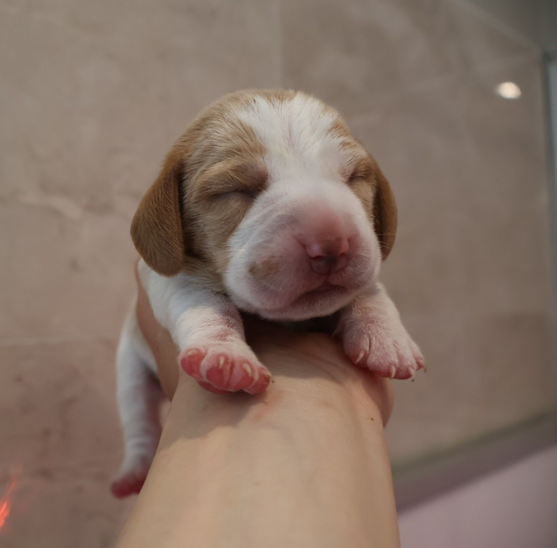 Du Domaine De Phoebapooros - Chiots disponibles - Beagle