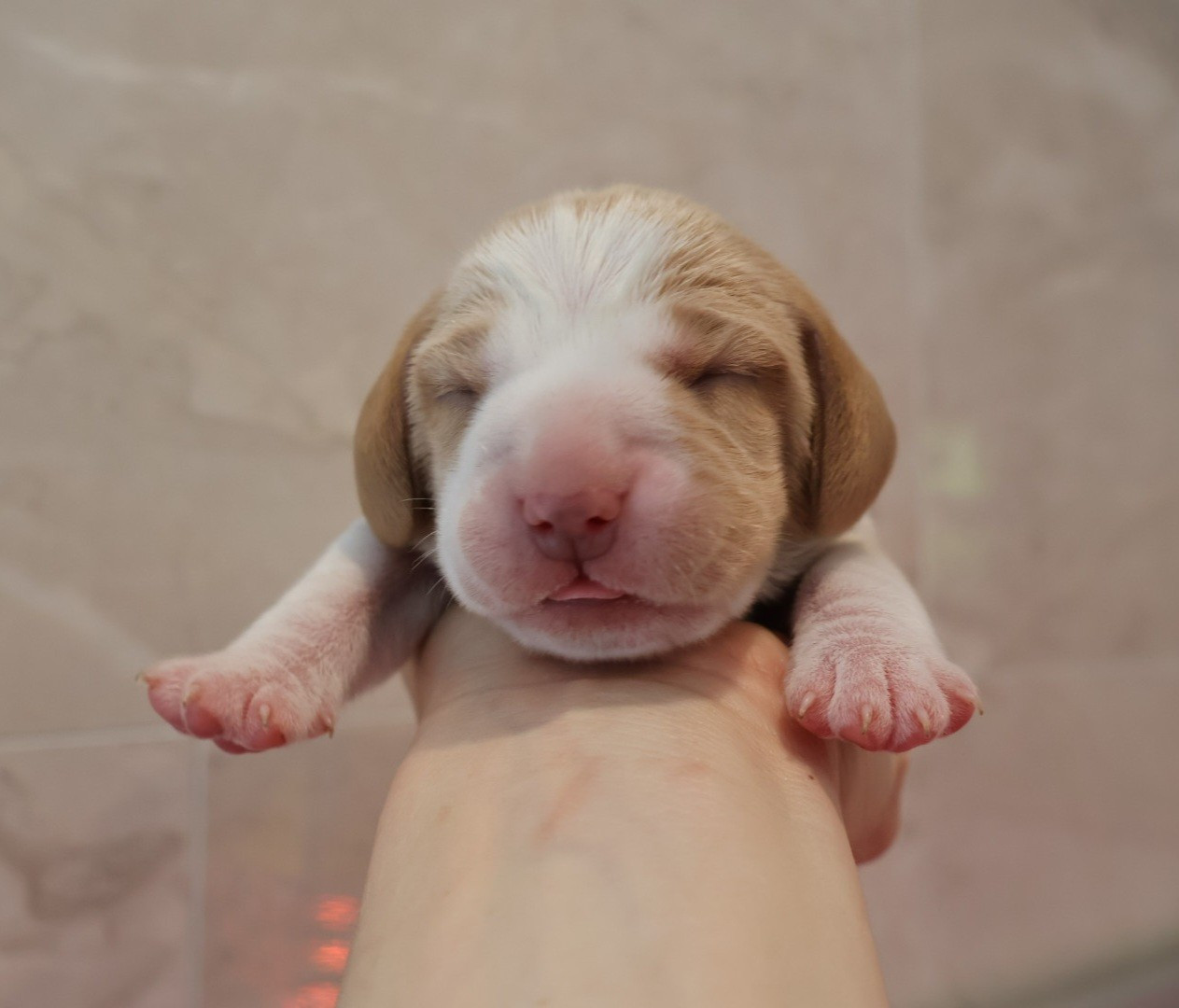 Du Domaine De Phoebapooros - Chiots disponibles - Beagle