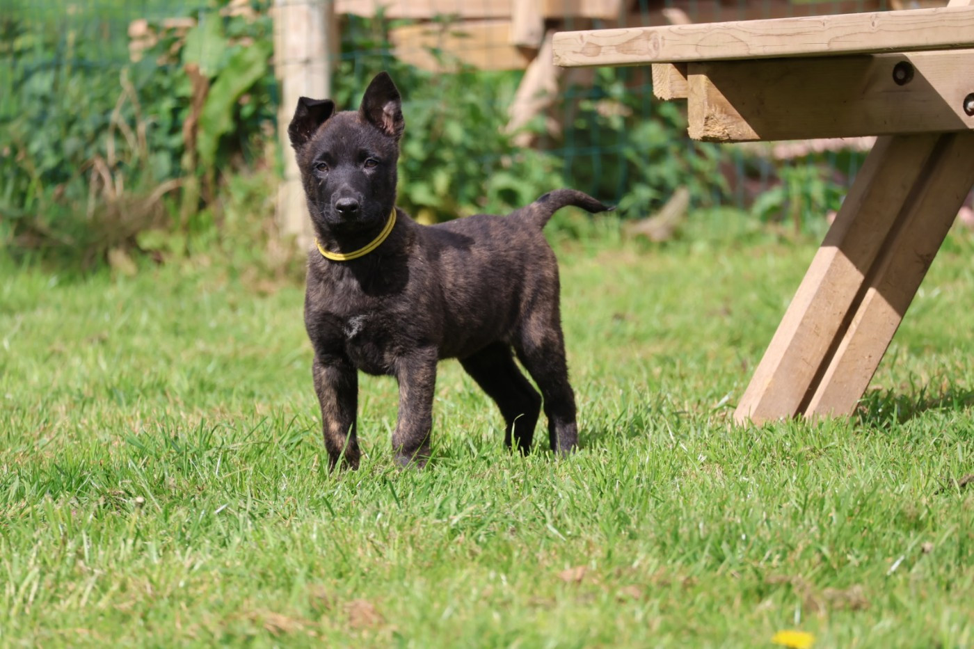 Du Domaine De Phoebapooros - Chiots disponibles - Berger hollandais