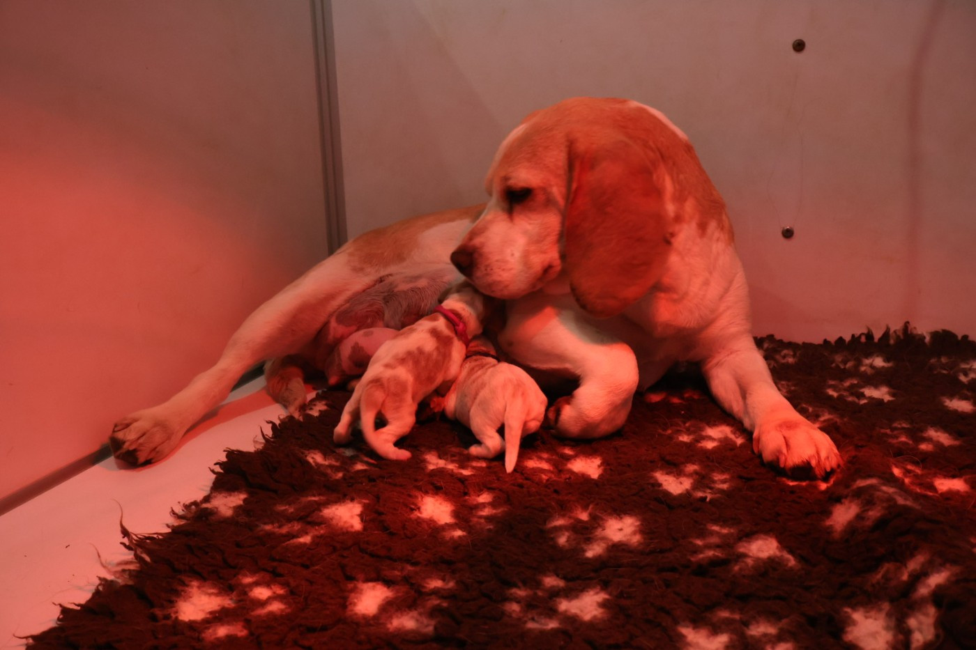 Chiot Beagle Du Domaine De Phoebapooros