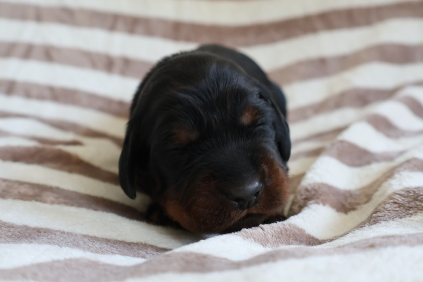 Du Domaine De Phoebapooros - Chiots disponibles - Setter Gordon