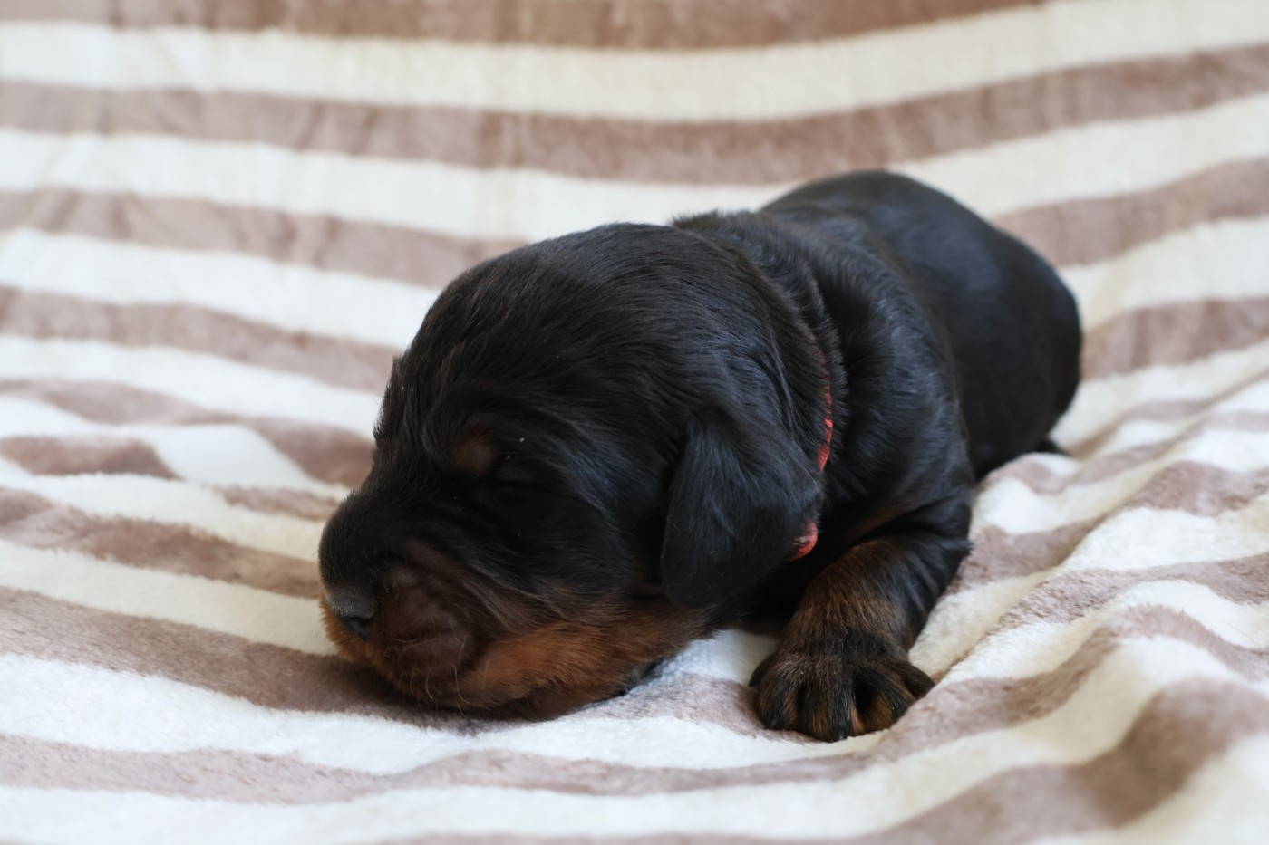 Du Domaine De Phoebapooros - Chiots disponibles - Setter Gordon