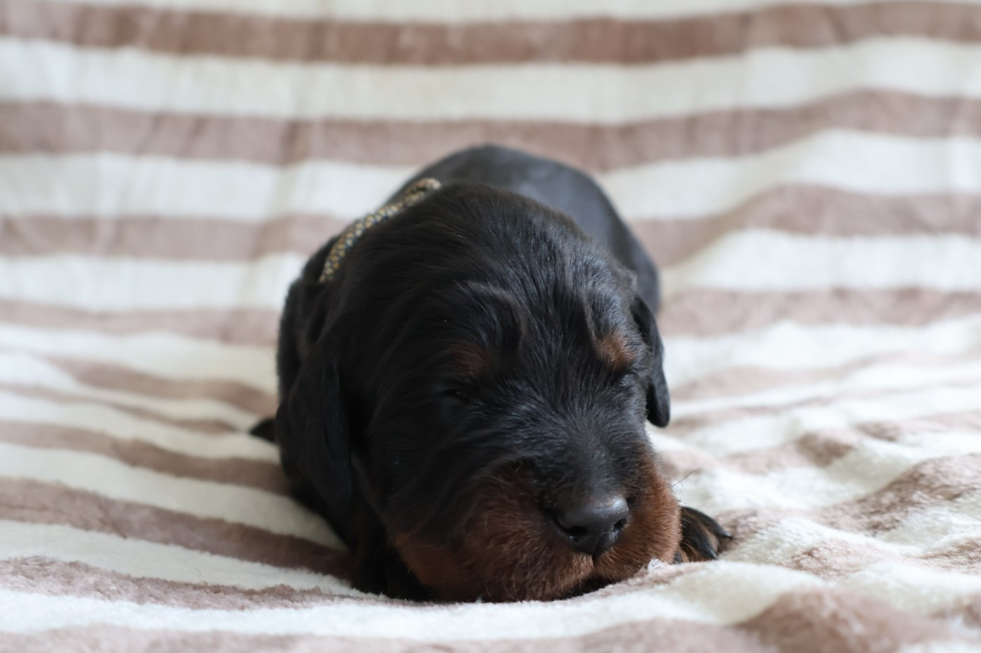 Du Domaine De Phoebapooros - Chiots disponibles - Setter Gordon