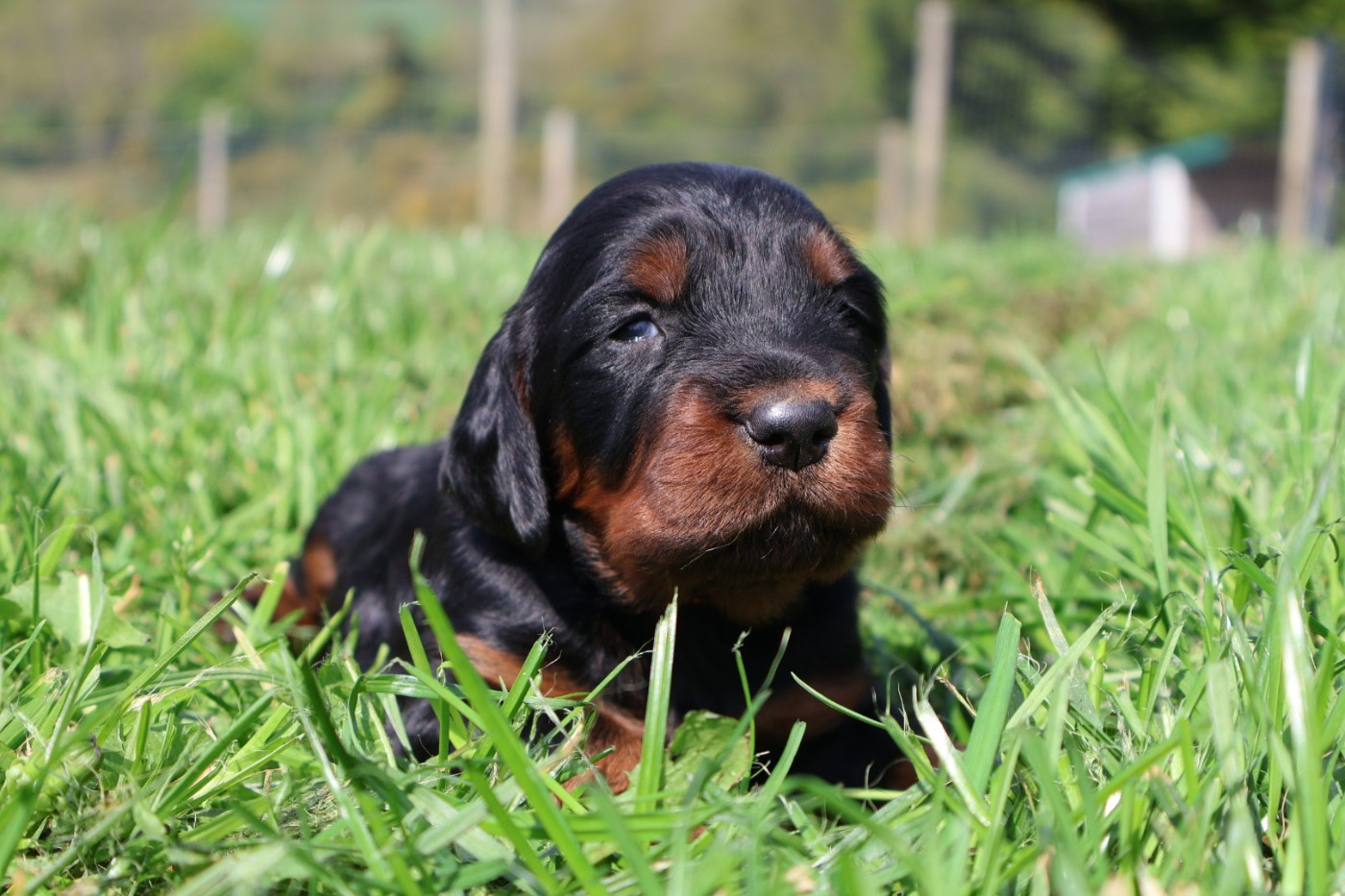 Du Domaine De Phoebapooros - Chiots disponibles - Setter Gordon