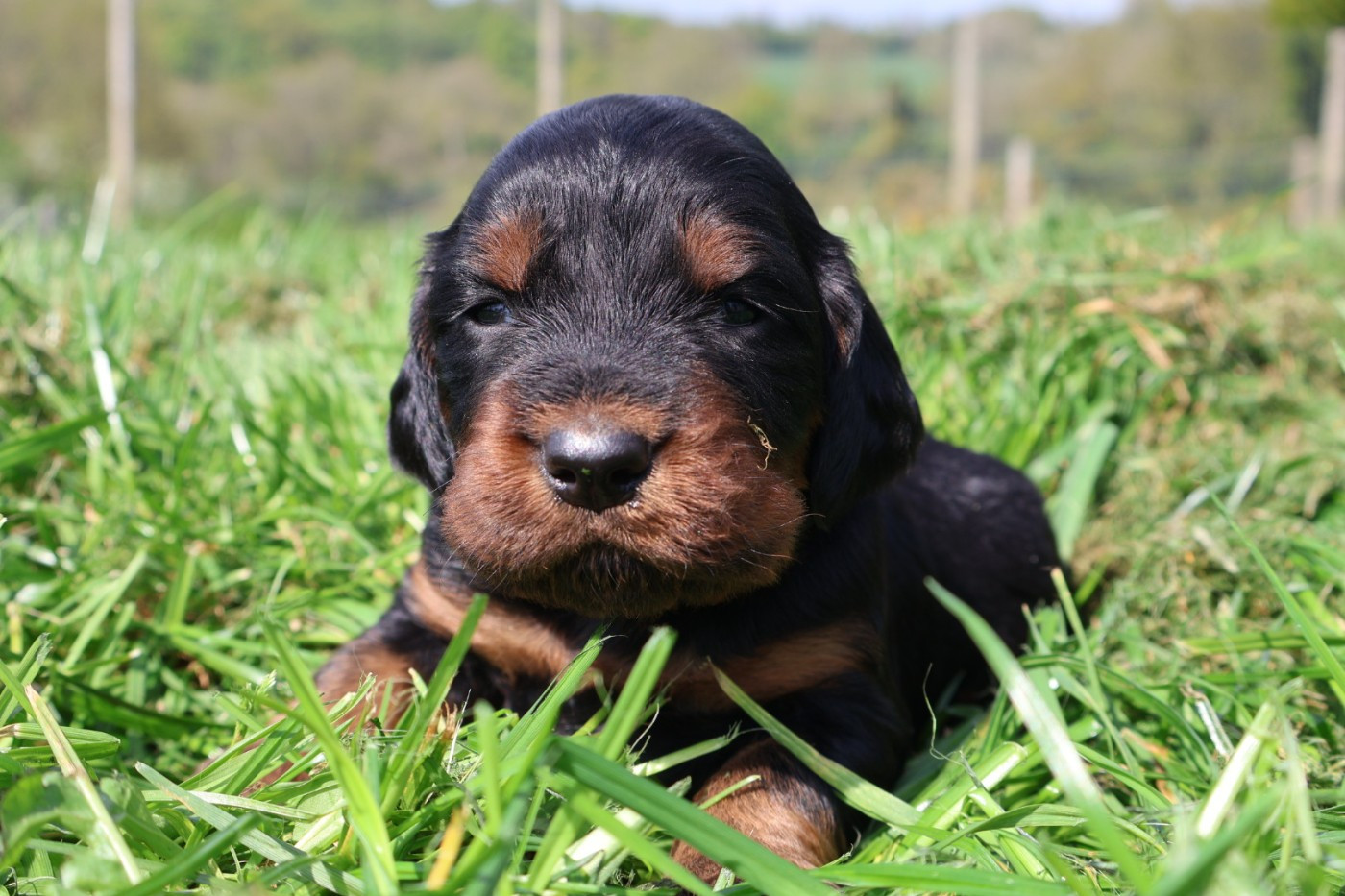 Du Domaine De Phoebapooros - Chiots disponibles - Setter Gordon