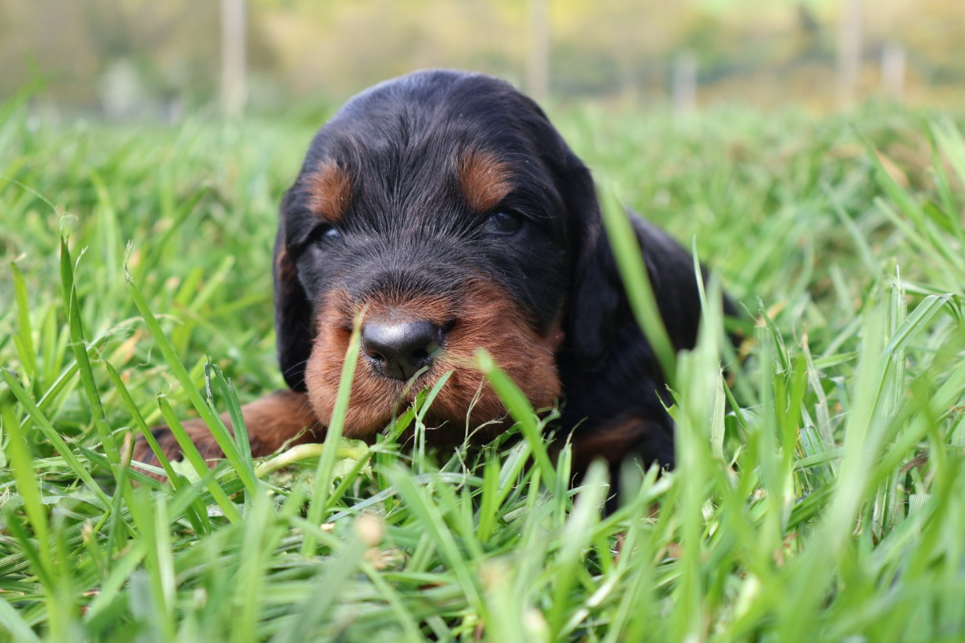 Du Domaine De Phoebapooros - Chiots disponibles - Setter Gordon