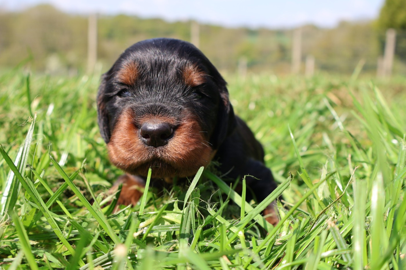 Du Domaine De Phoebapooros - Chiots disponibles - Setter Gordon