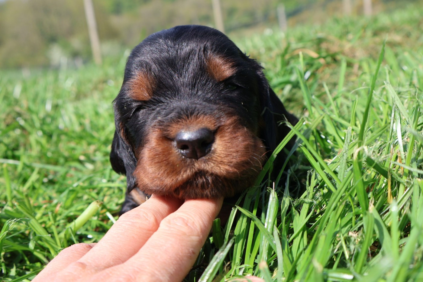 Du Domaine De Phoebapooros - Chiots disponibles - Setter Gordon