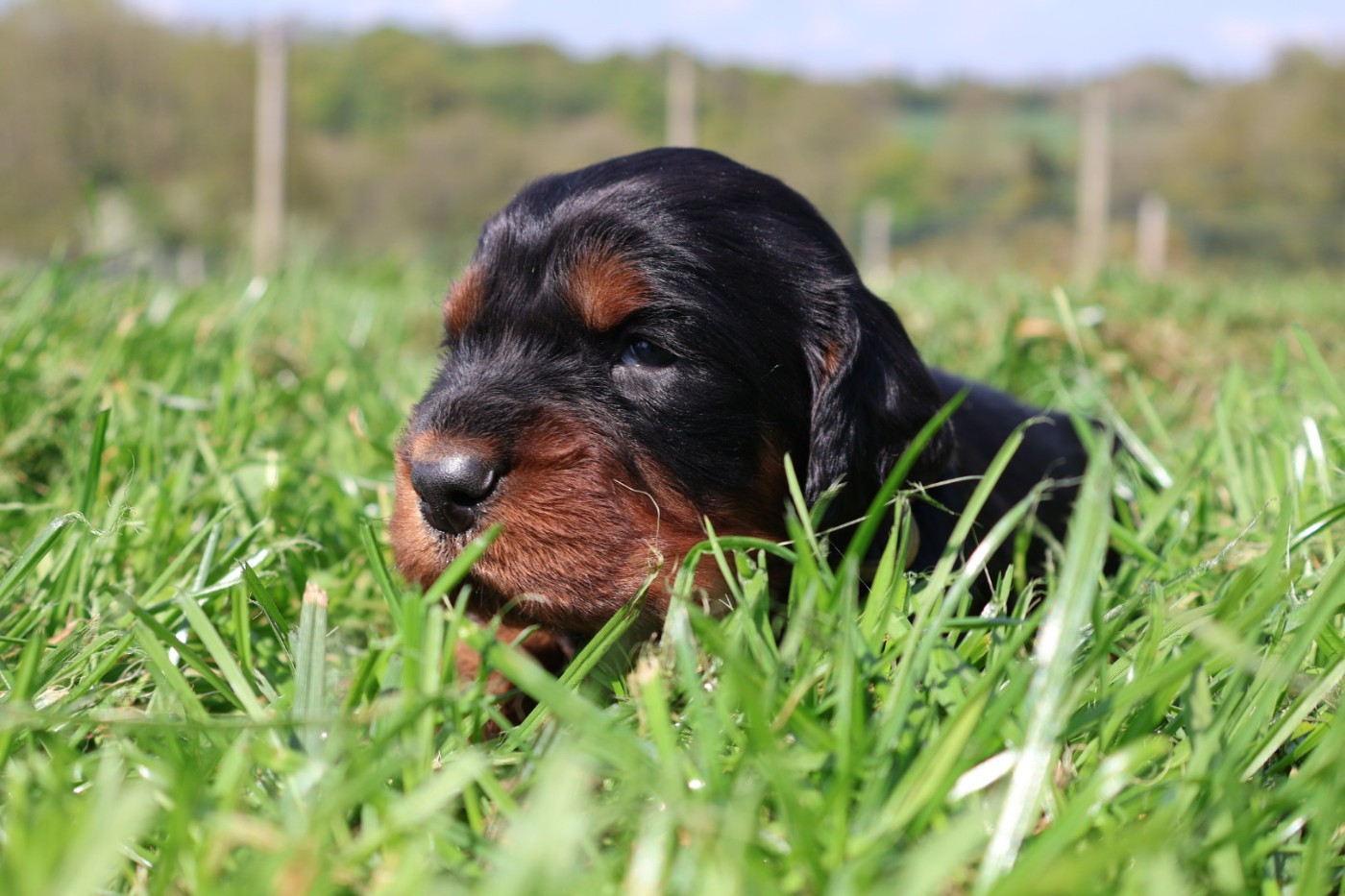 Du Domaine De Phoebapooros - Chiots disponibles - Setter Gordon