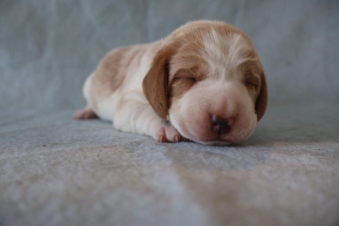 Du Domaine De Phoebapooros - Chiots disponibles - Beagle