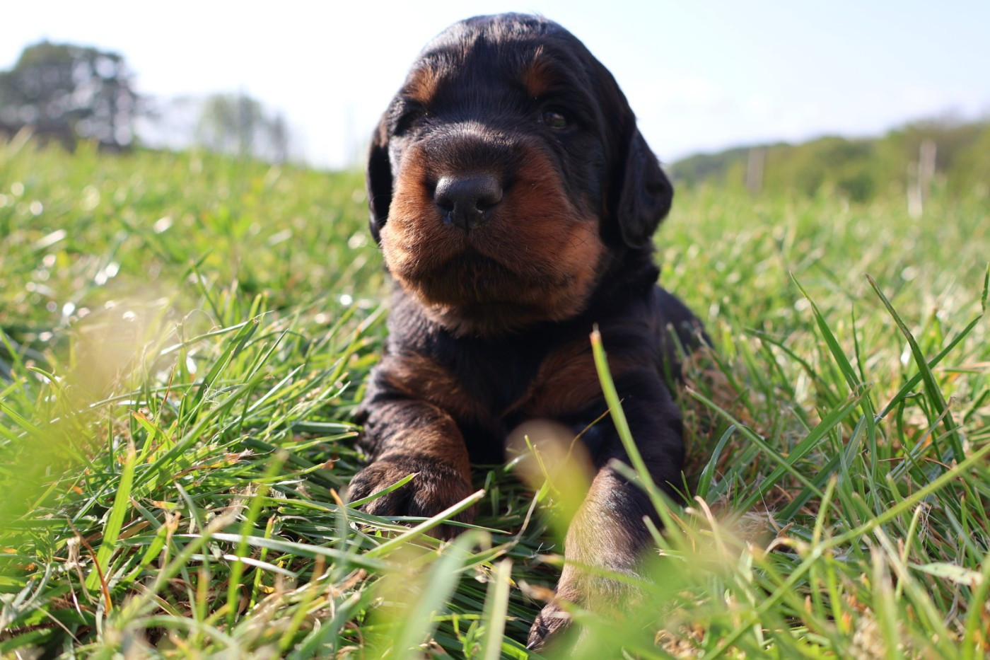 Du Domaine De Phoebapooros - Chiots disponibles - Setter Gordon
