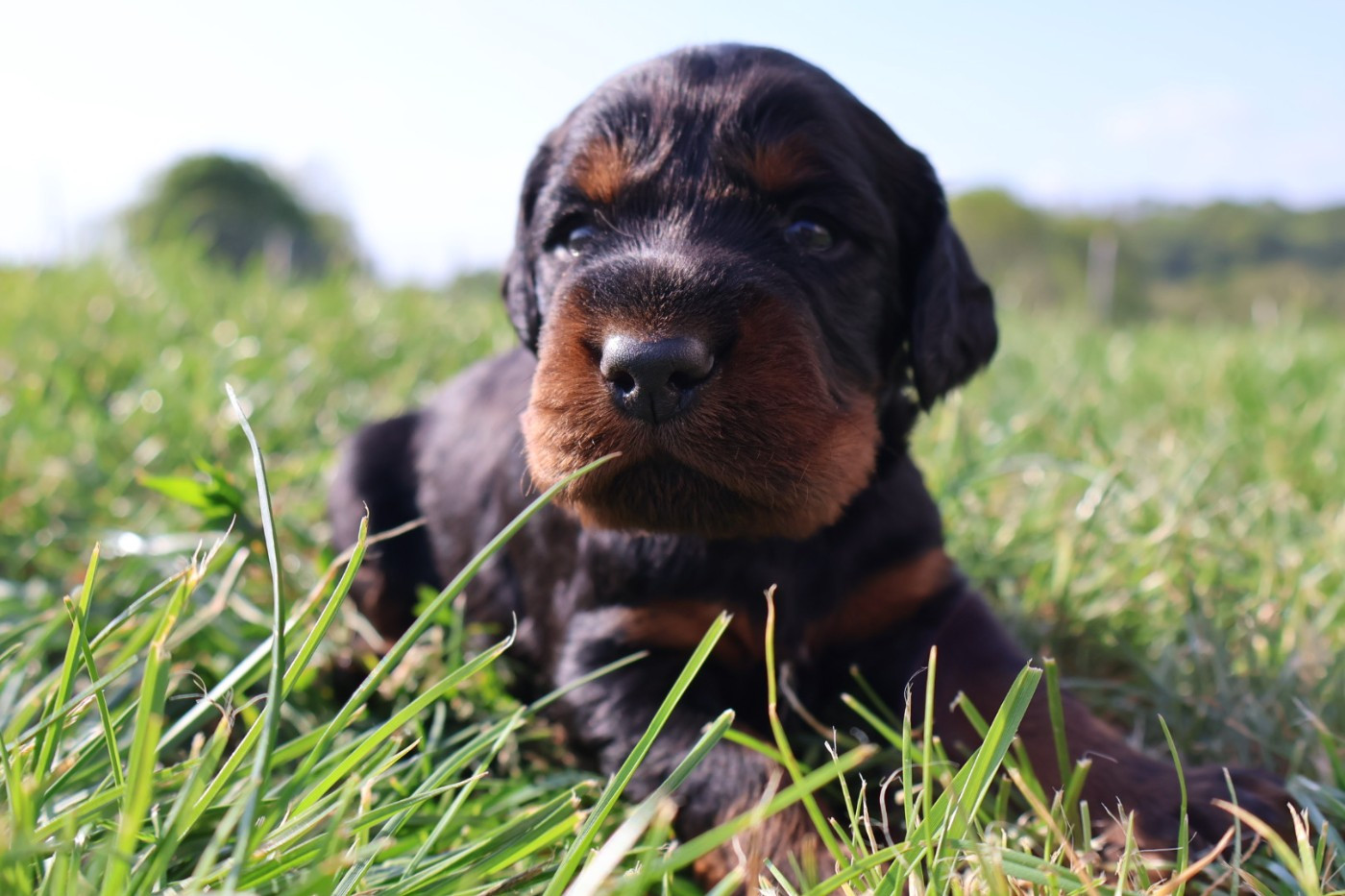 Du Domaine De Phoebapooros - Chiots disponibles - Setter Gordon