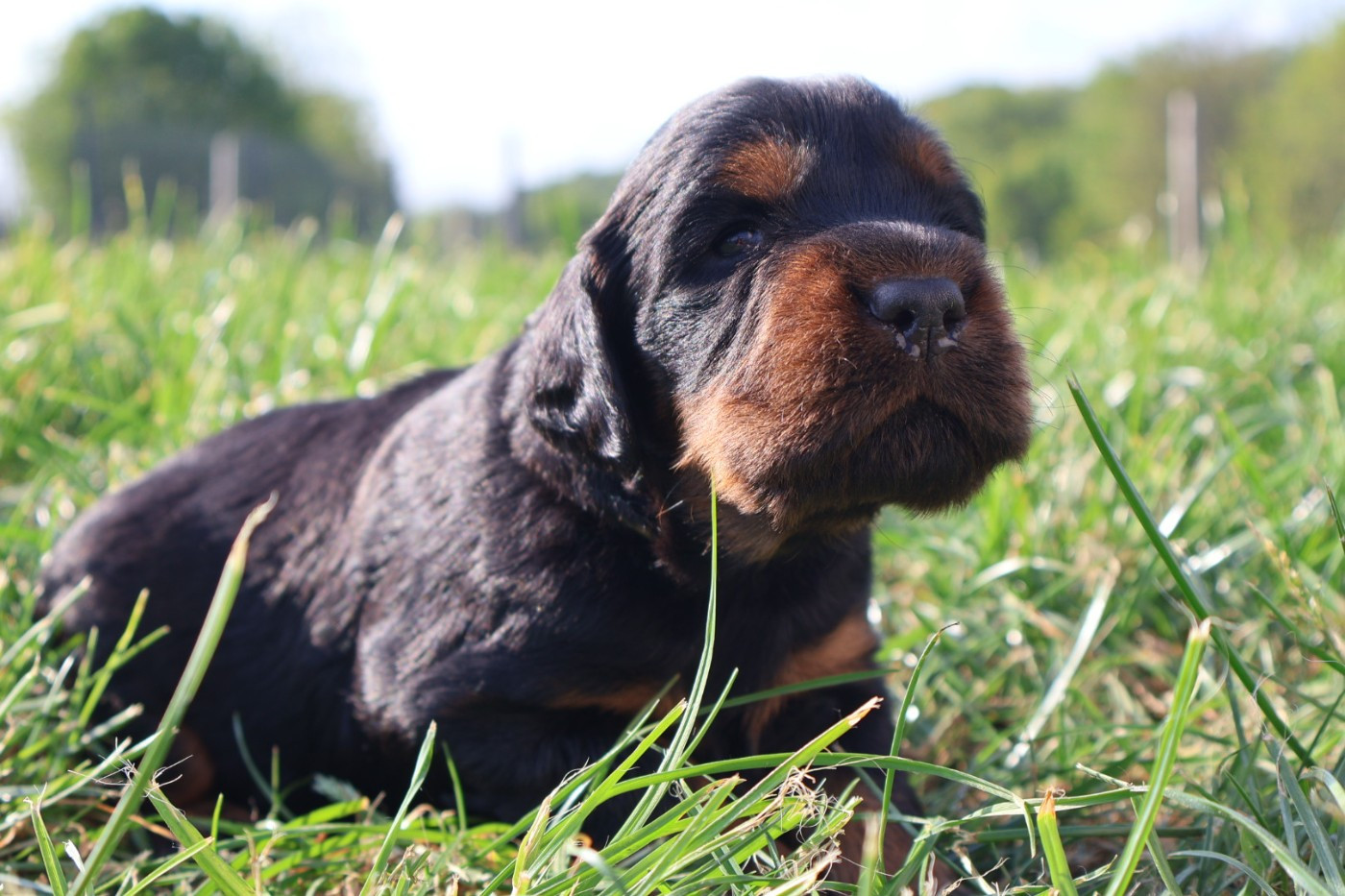 Du Domaine De Phoebapooros - Setter Gordon - Portée née le 09/04/2026