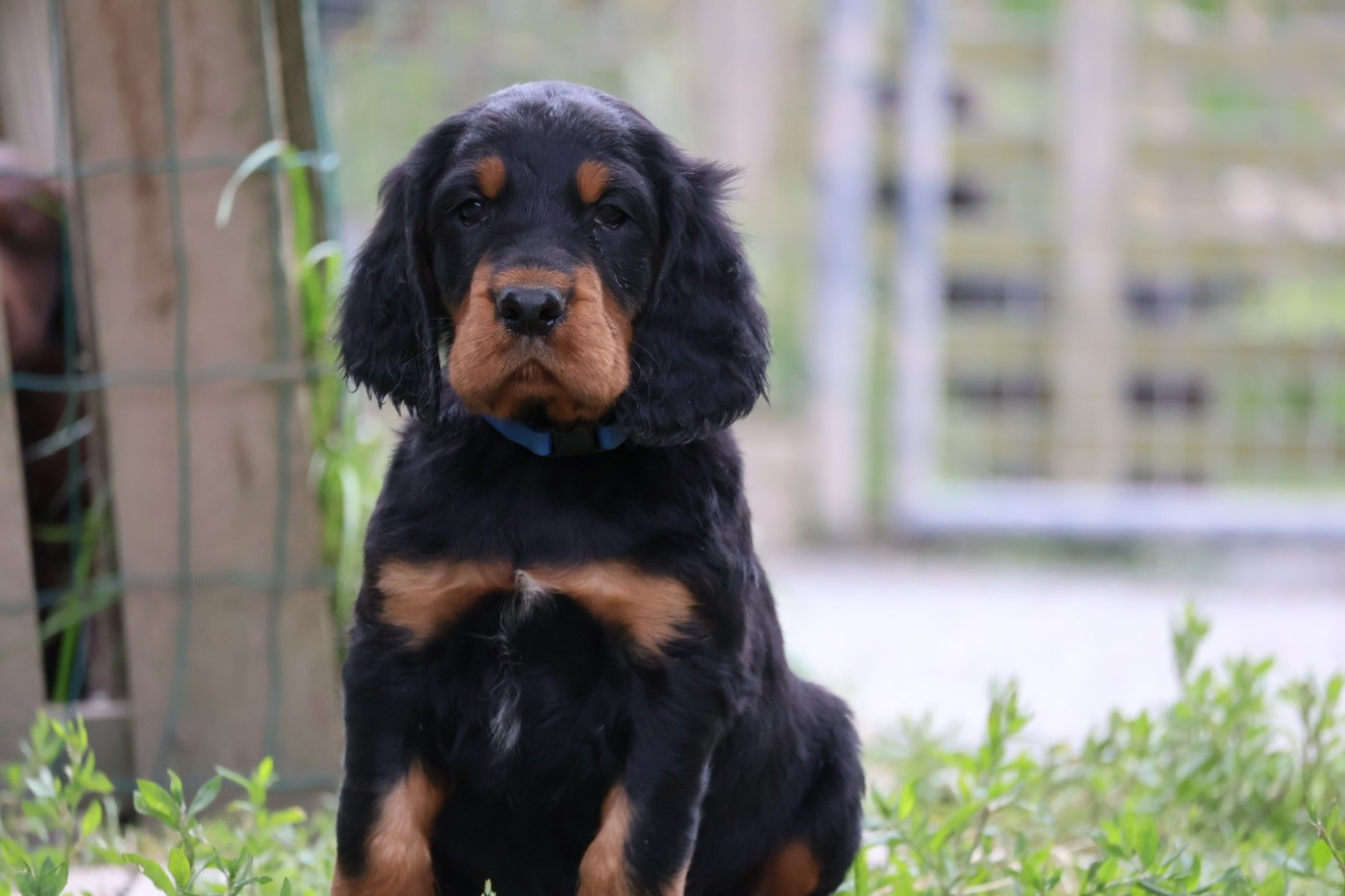 Du Domaine De Phoebapooros - Chiots disponibles - Setter Gordon