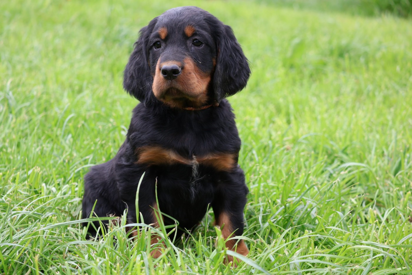 Du Domaine De Phoebapooros - Chiots disponibles - Setter Gordon