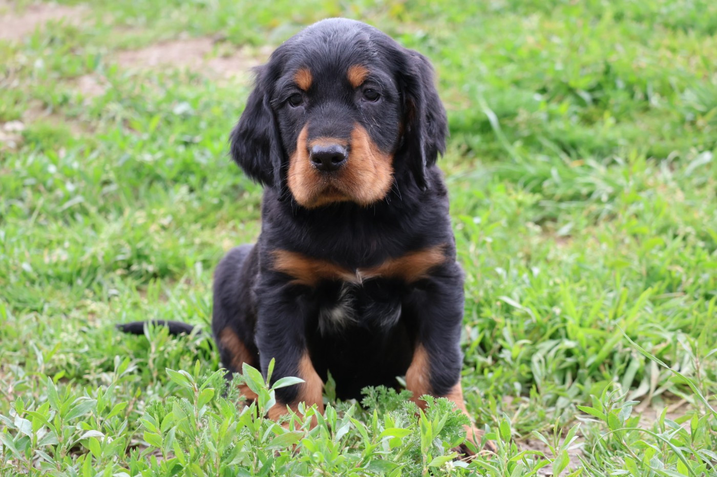 Du Domaine De Phoebapooros - Chiots disponibles - Setter Gordon