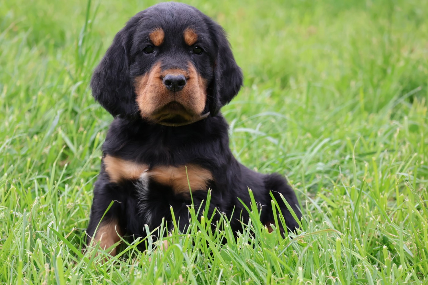 Du Domaine De Phoebapooros - Chiots disponibles - Setter Gordon