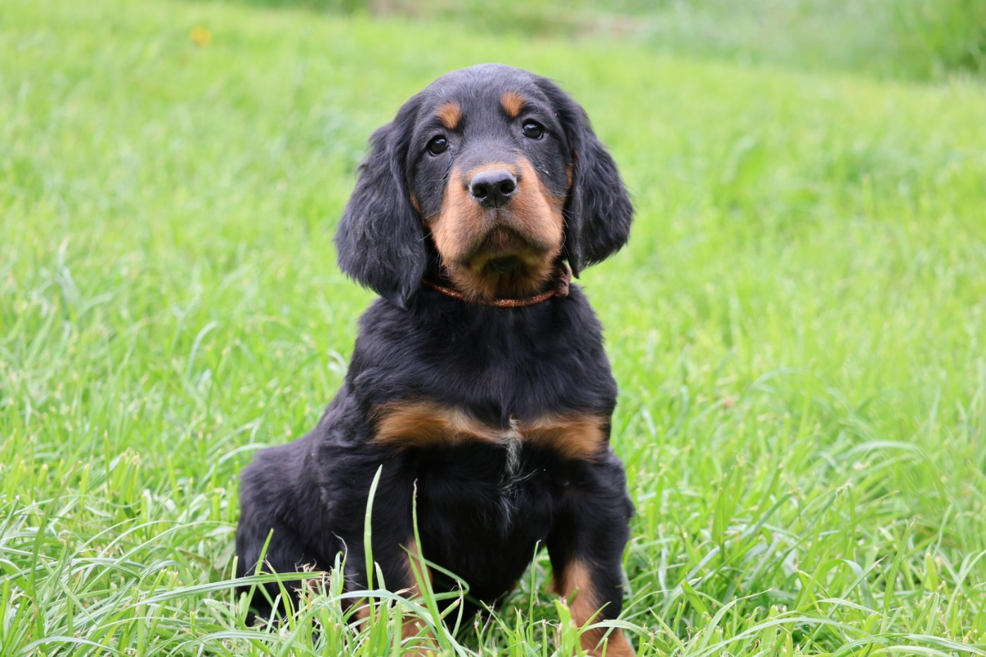 Chiot Setter Gordon Du Domaine De Phoebapooros