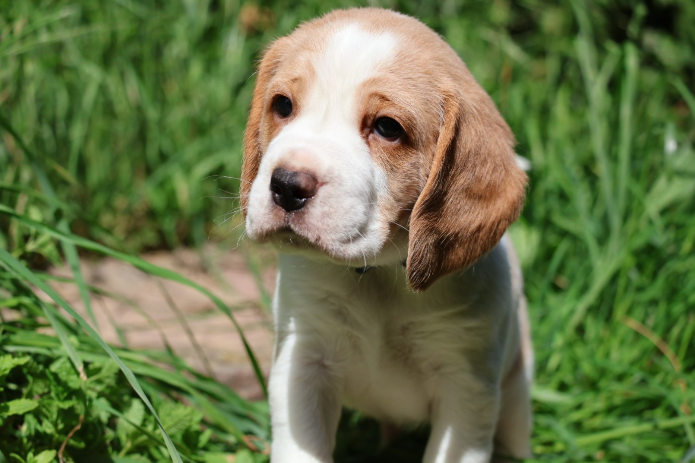 Du Domaine De Phoebapooros - Chiots disponibles - Beagle