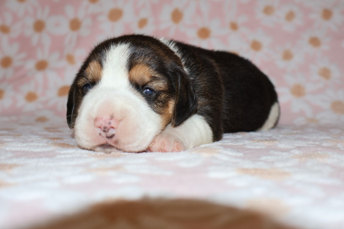 Du Domaine De Phoebapooros - Chiots disponibles - Beagle