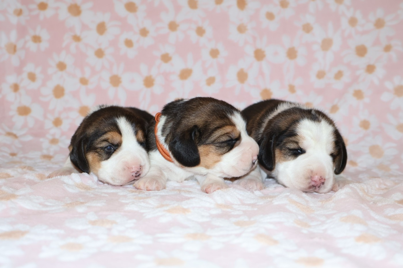 Chiot Beagle Du Domaine De Phoebapooros