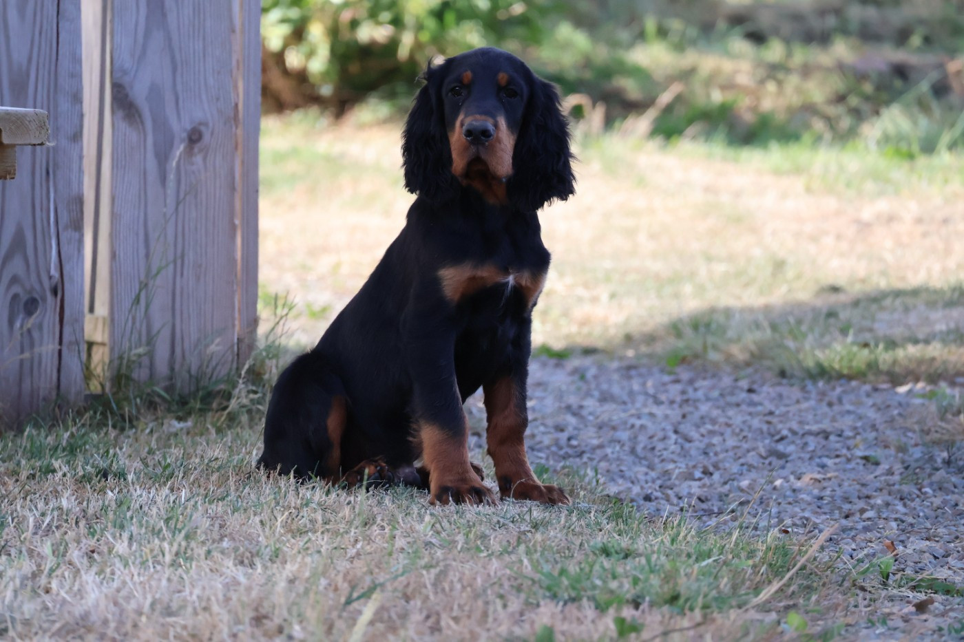 Du Domaine De Phoebapooros - Chiots disponibles - Setter Gordon