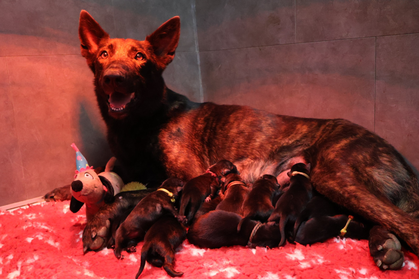 Chiot Berger hollandais Du Domaine De Phoebapooros
