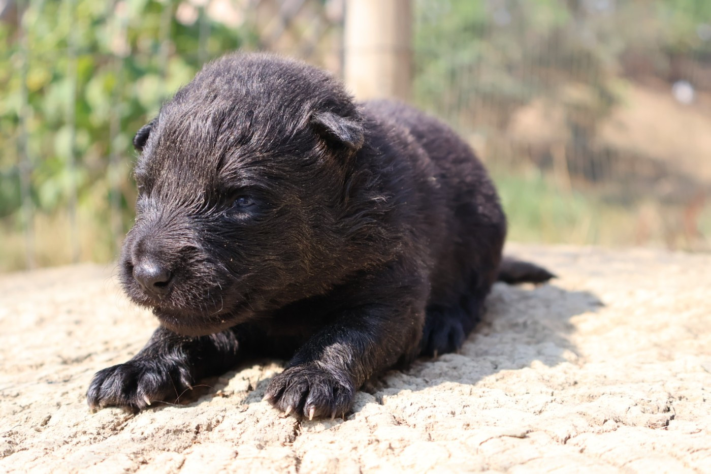 Du Domaine De Phoebapooros - Chiots disponibles - Berger hollandais