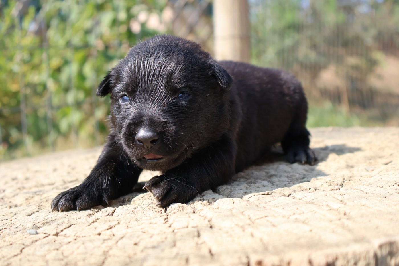 Du Domaine De Phoebapooros - Chiots disponibles - Berger hollandais