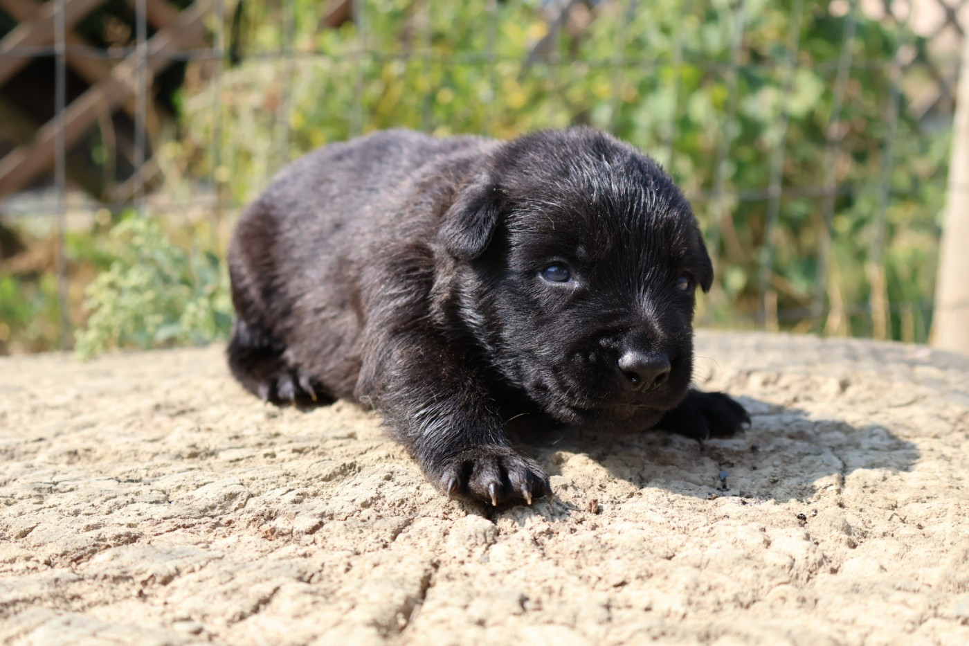 Du Domaine De Phoebapooros - Chiots disponibles - Berger hollandais