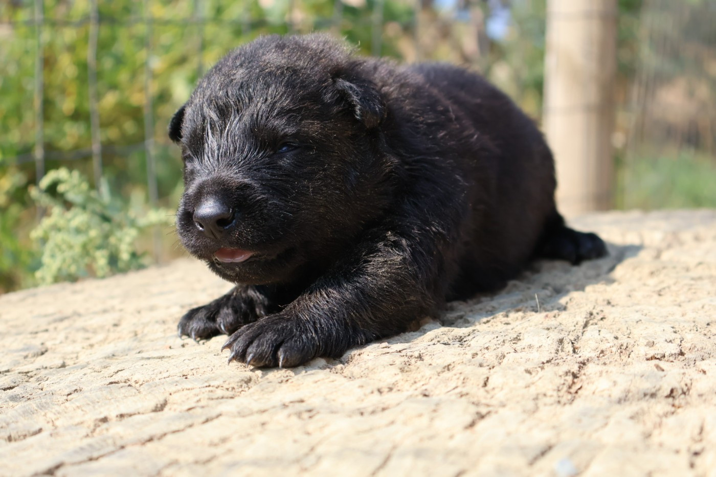 Du Domaine De Phoebapooros - Chiots disponibles - Berger hollandais