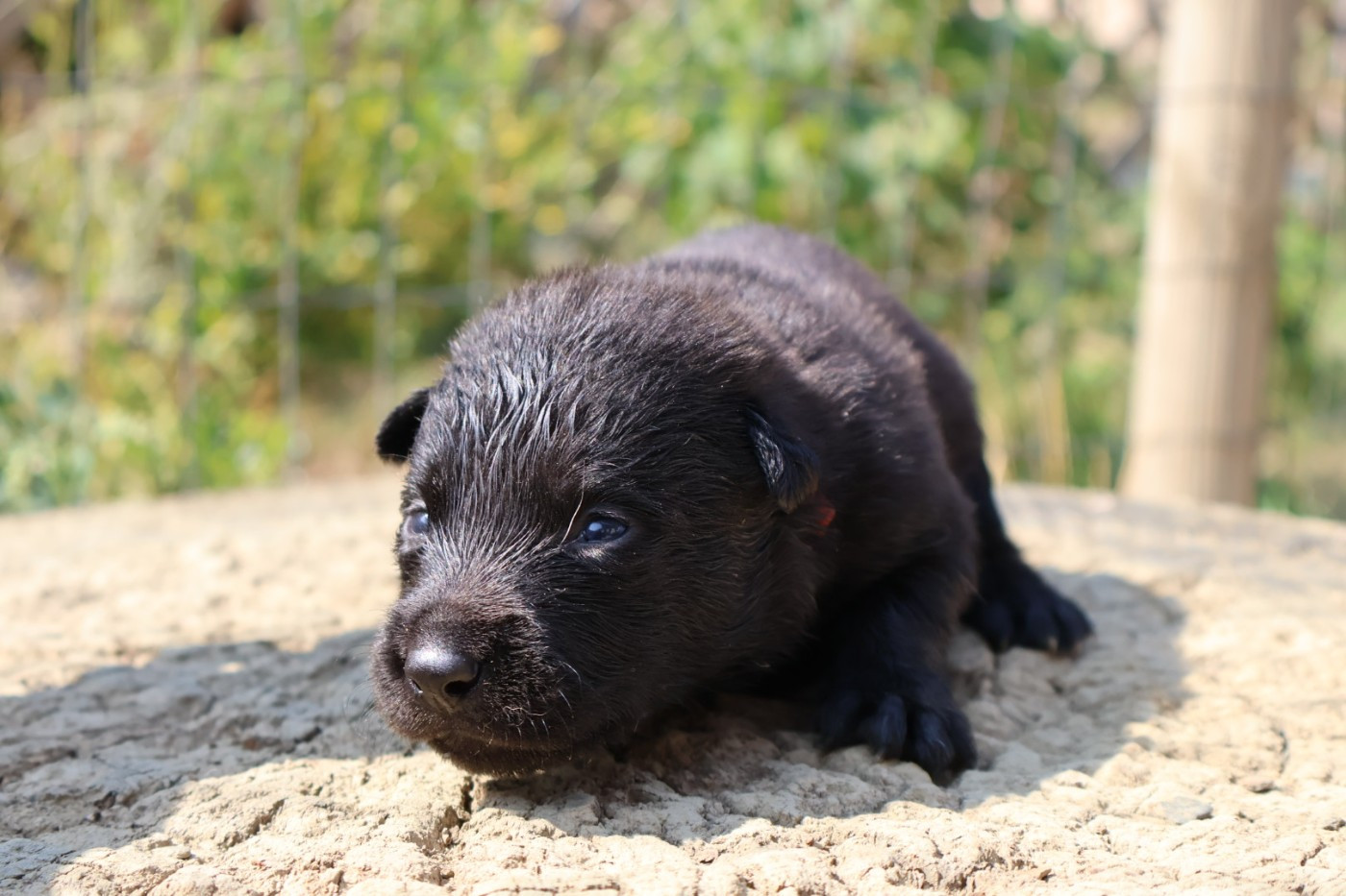 Du Domaine De Phoebapooros - Chiots disponibles - Berger hollandais