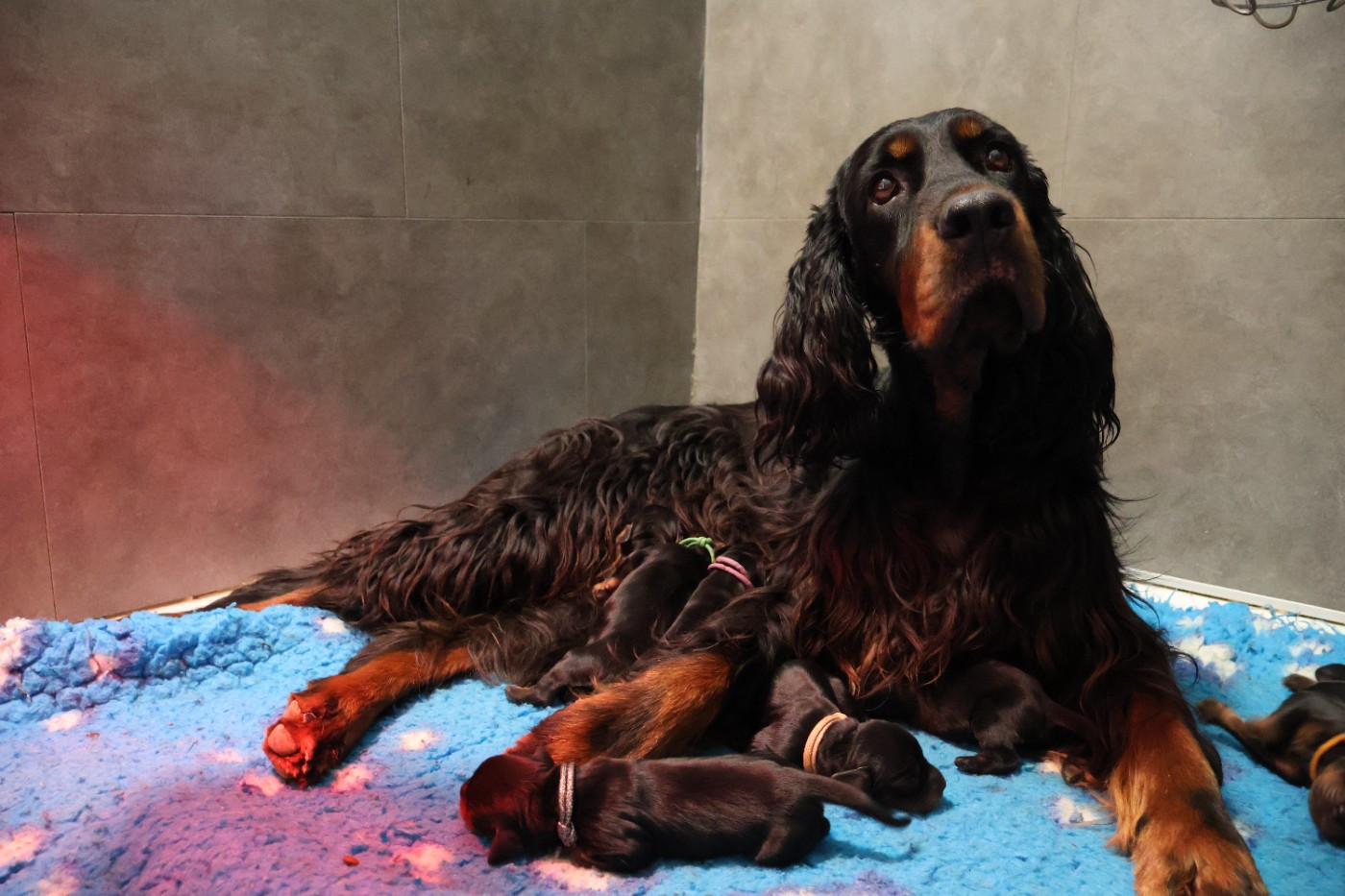 Chiot Setter Gordon Du Domaine De Phoebapooros