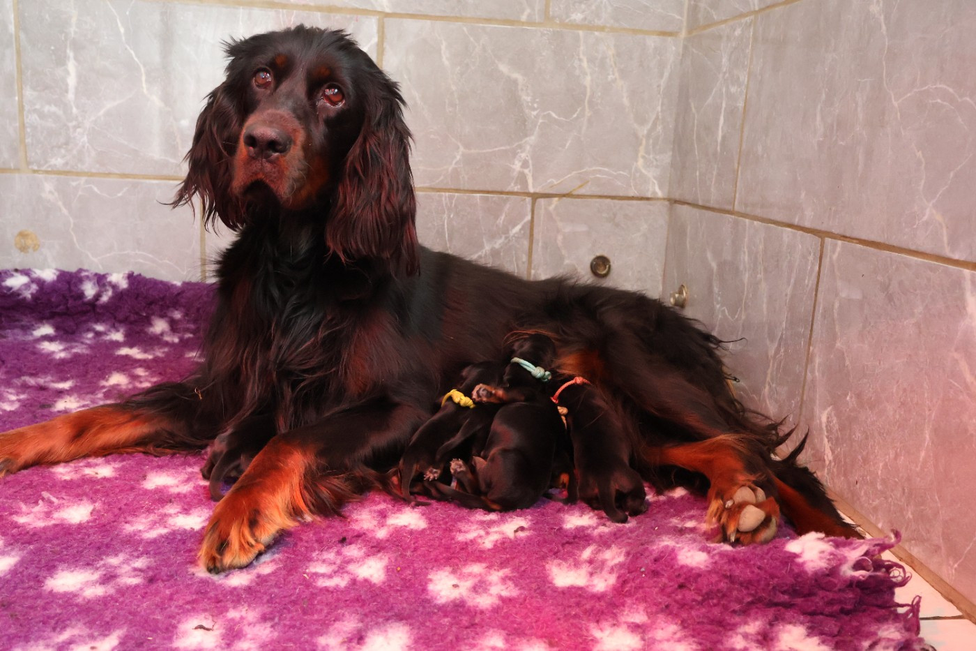 Chiot Setter Gordon Du Domaine De Phoebapooros