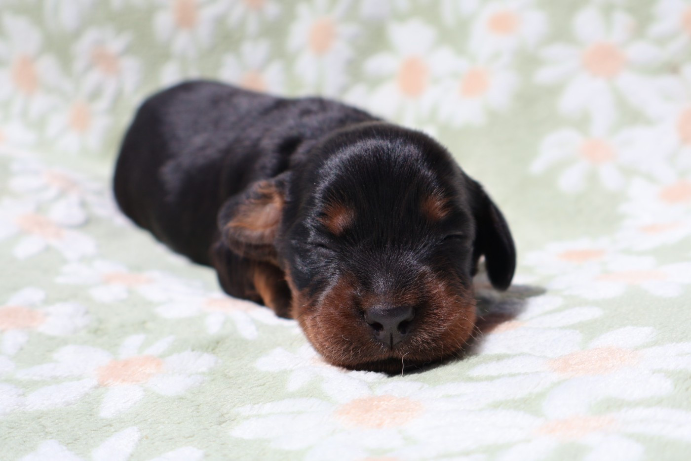 Du Domaine De Phoebapooros - Chiots disponibles - Setter Gordon