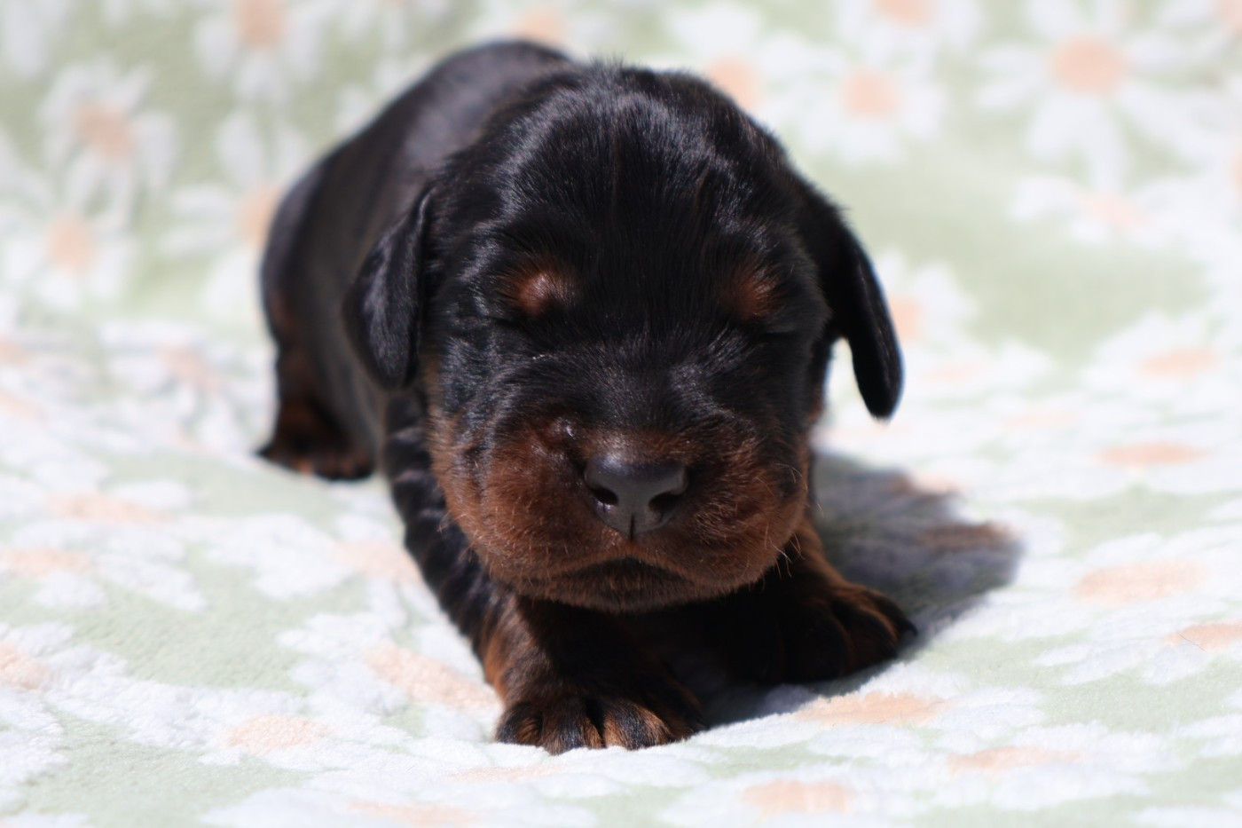 Du Domaine De Phoebapooros - Chiots disponibles - Setter Gordon
