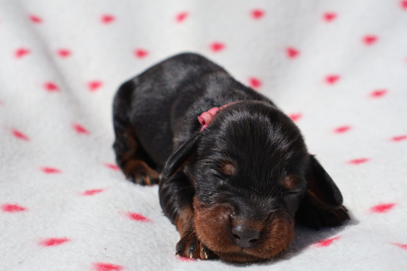 Du Domaine De Phoebapooros - Chiots disponibles - Setter Gordon