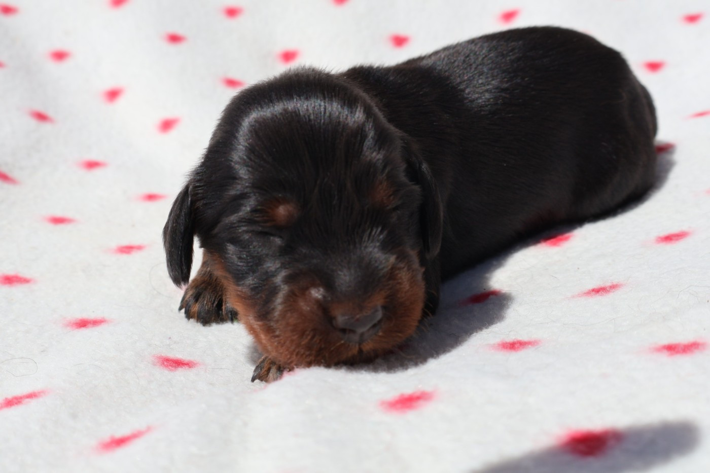 Du Domaine De Phoebapooros - Chiots disponibles - Setter Gordon