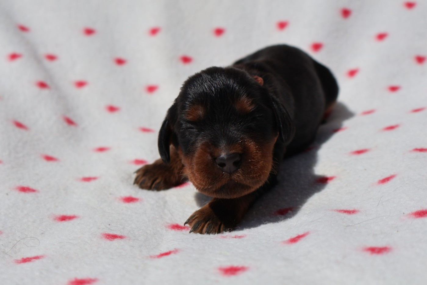 Du Domaine De Phoebapooros - Chiots disponibles - Setter Gordon