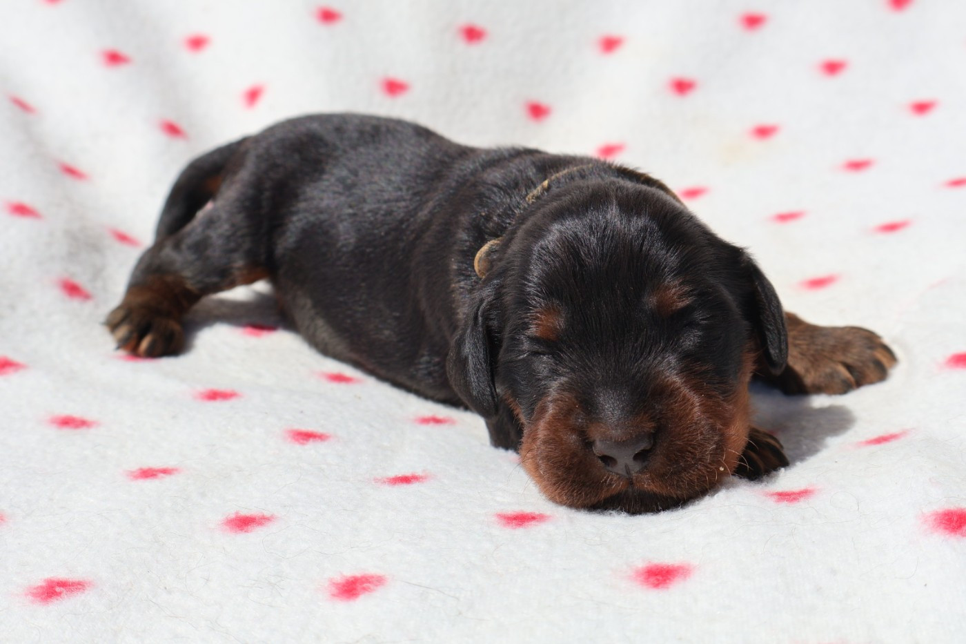 Du Domaine De Phoebapooros - Chiots disponibles - Setter Gordon