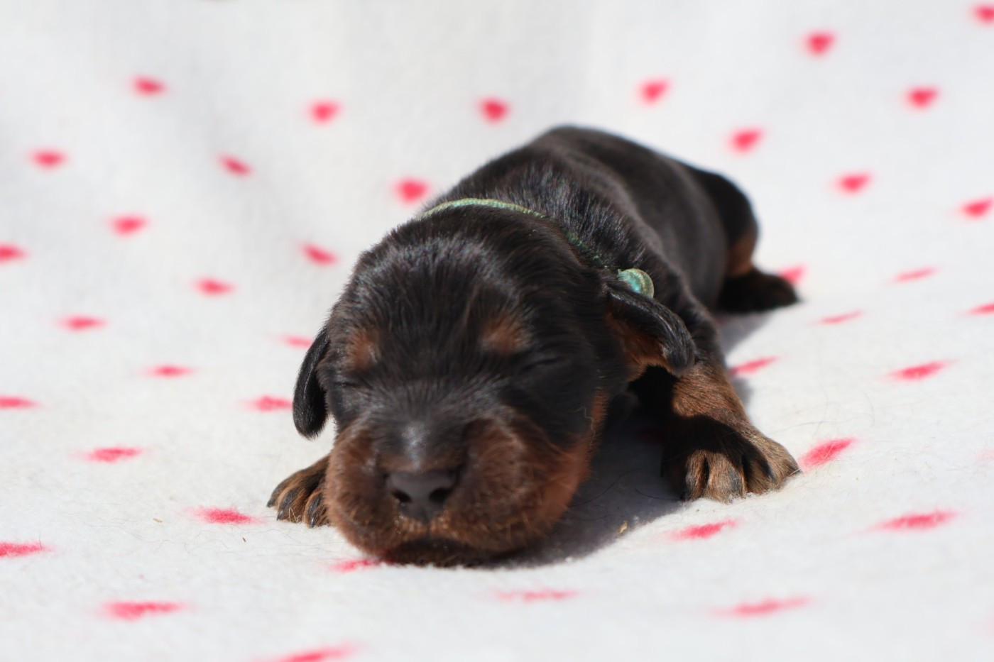 Du Domaine De Phoebapooros - Chiots disponibles - Setter Gordon