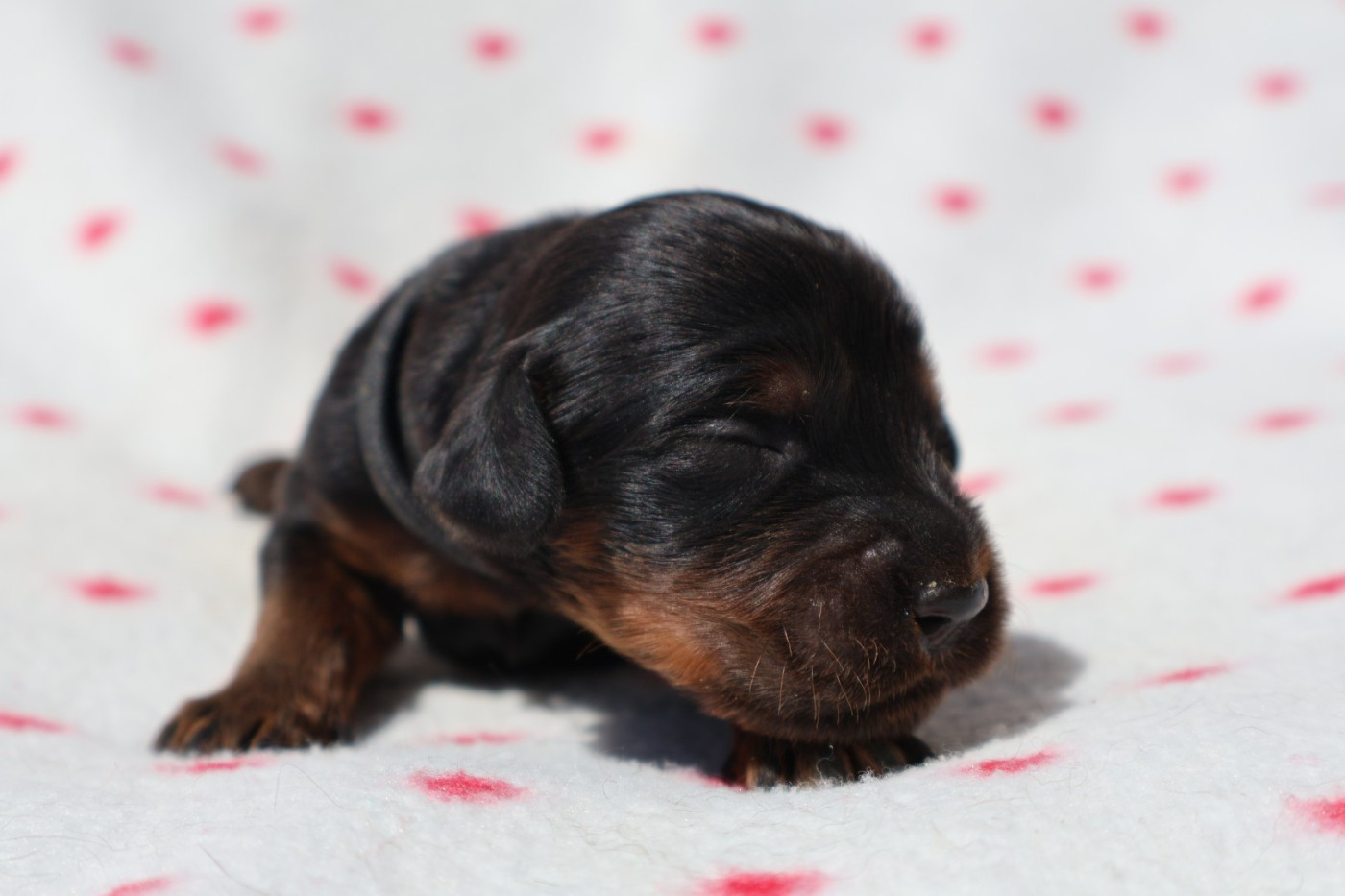 Du Domaine De Phoebapooros - Chiots disponibles - Setter Gordon