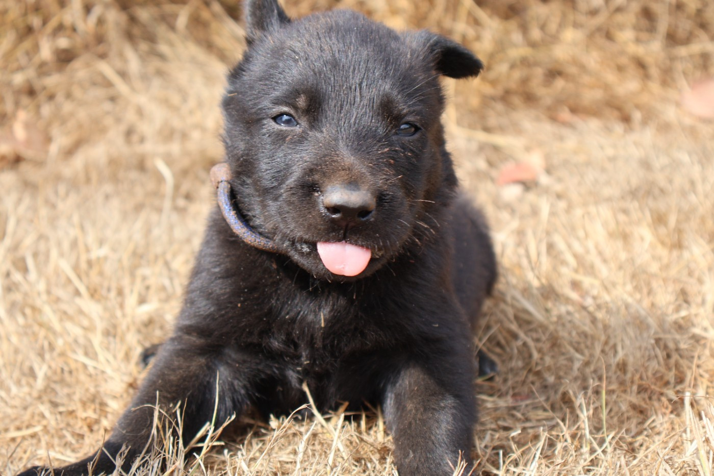 Du Domaine De Phoebapooros - Chiots disponibles - Berger hollandais