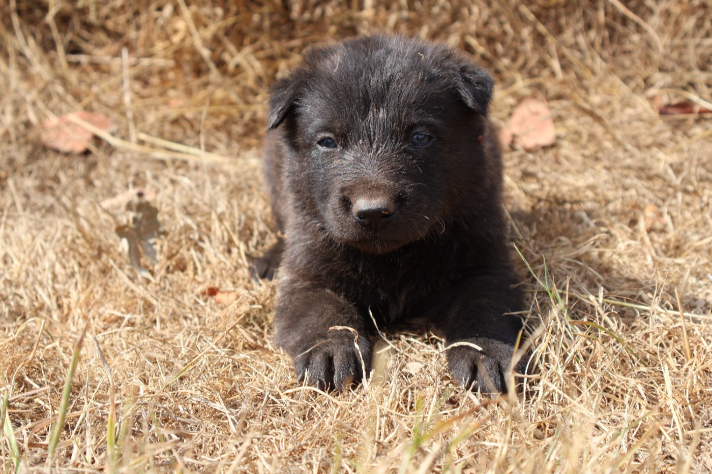 Du Domaine De Phoebapooros - Chiots disponibles - Berger hollandais
