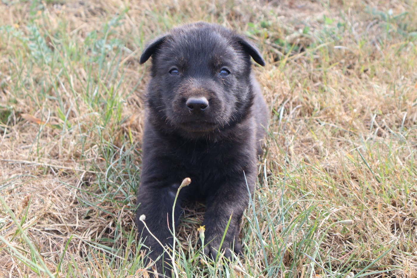 Du Domaine De Phoebapooros - Chiots disponibles - Berger hollandais