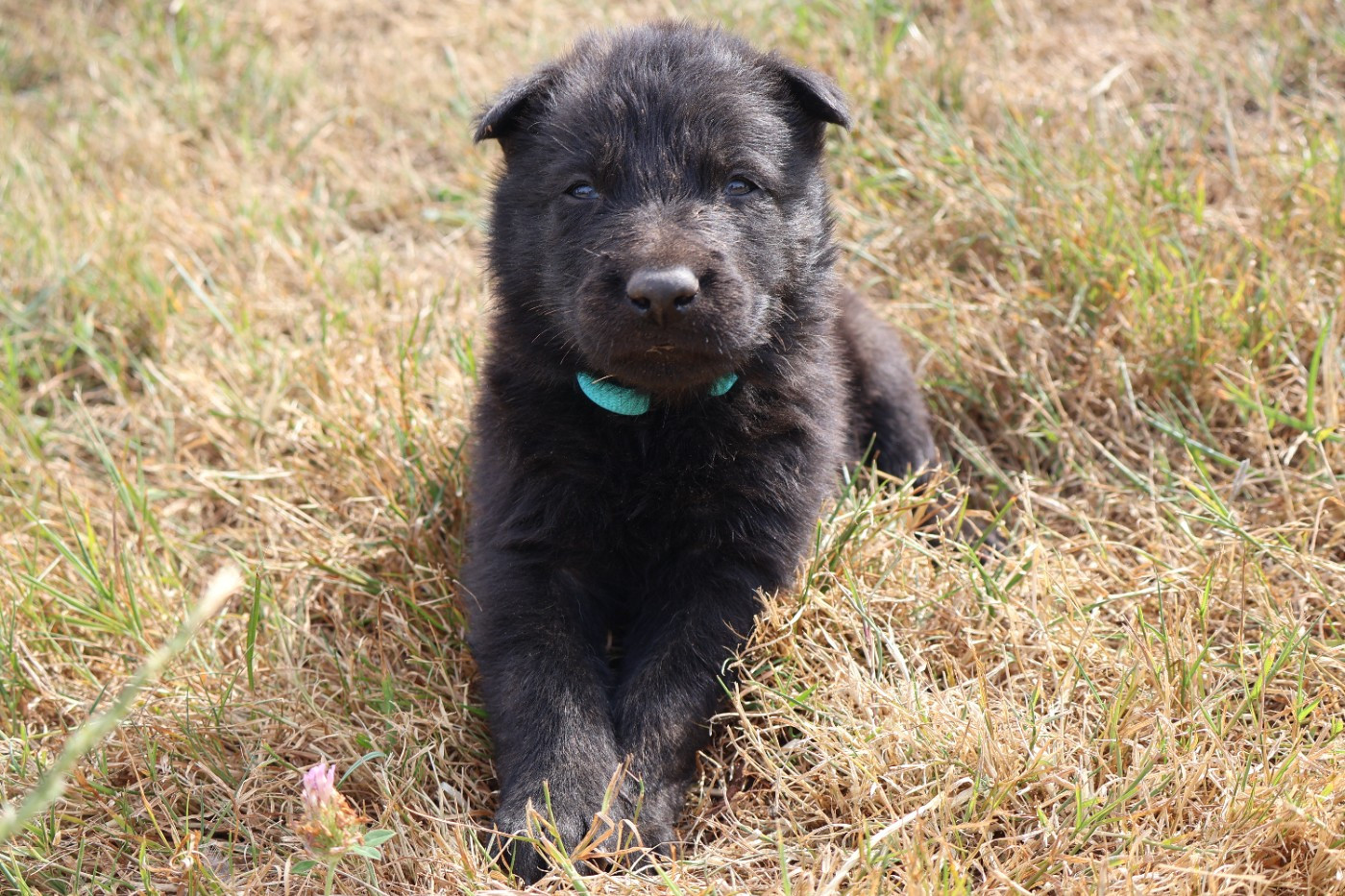 Du Domaine De Phoebapooros - Chiots disponibles - Berger hollandais