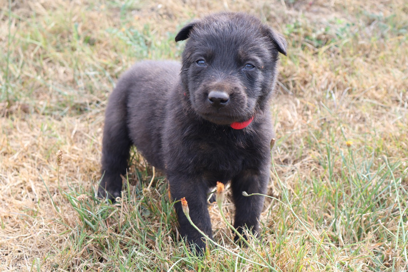 Du Domaine De Phoebapooros - Chiots disponibles - Berger hollandais