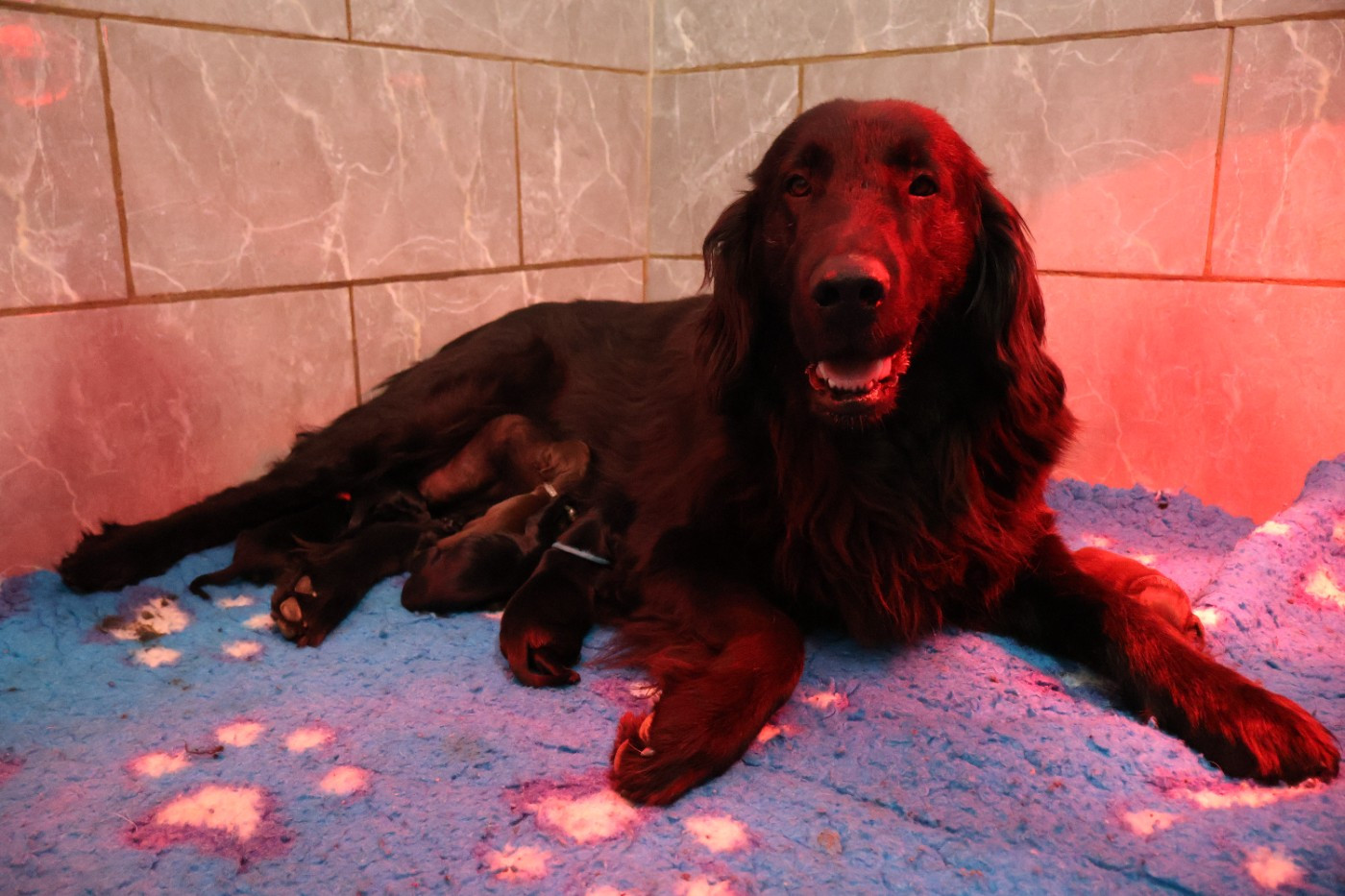 Du Domaine De Phoebapooros - Flat Coated Retriever - Portée née le 02/08/2026